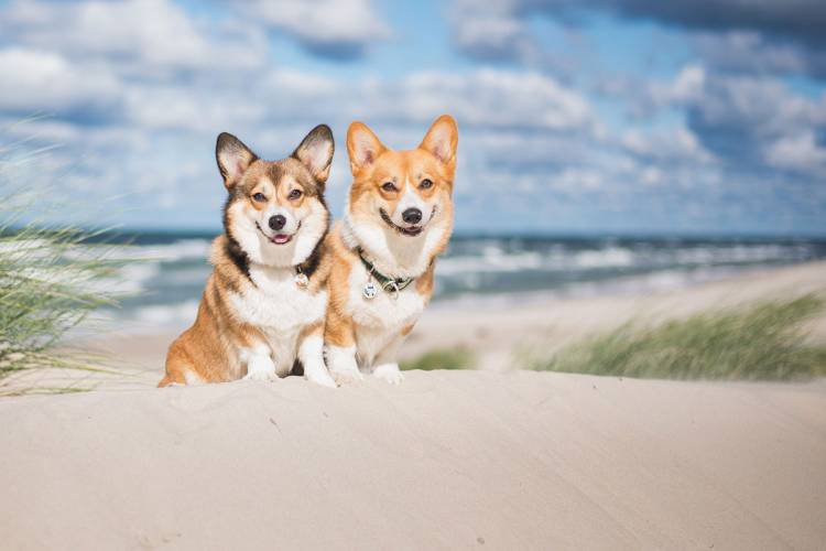 At the Grand Hotel Binz, dogs are always welcome on a Baltic Sea vacation, especially in the low season.