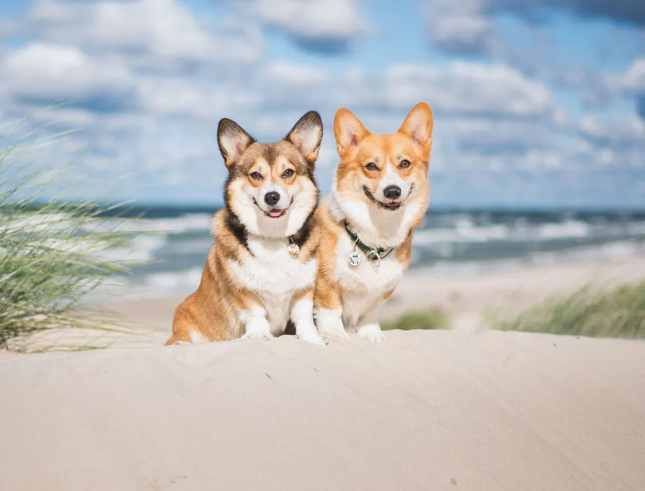 At the Grand Hotel Binz, dogs are always welcome on a Baltic Sea vacation, especially in the low season.